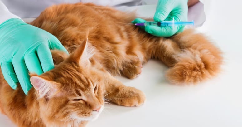 gato inyeccion veterinario