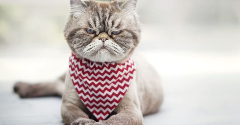 gato enojado ruido