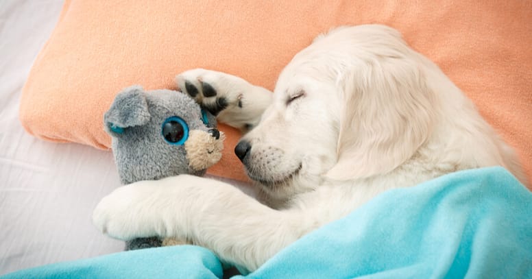 labrador durmiendo con peluche