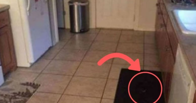 perro camaleon negro alfombra