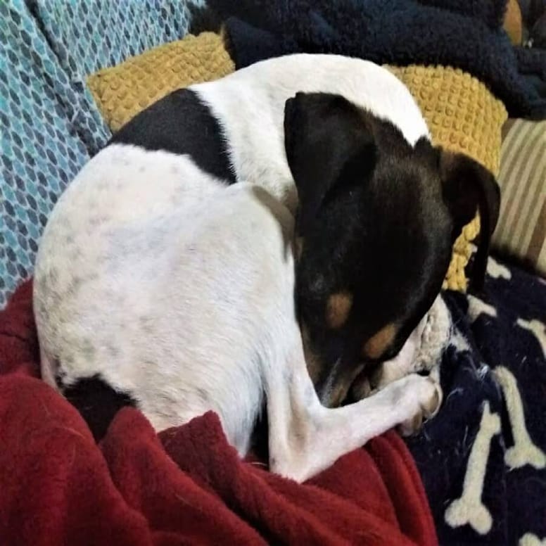 bodeguero cancer anima canis adopcion