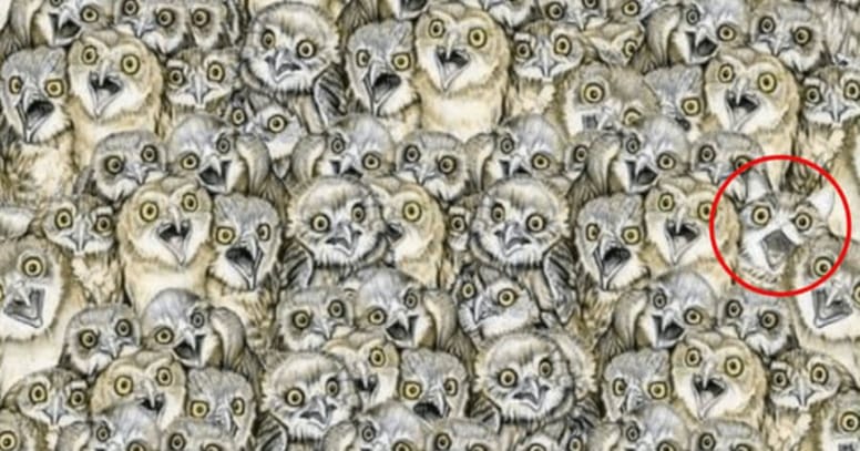 Cat hiding amongst owls