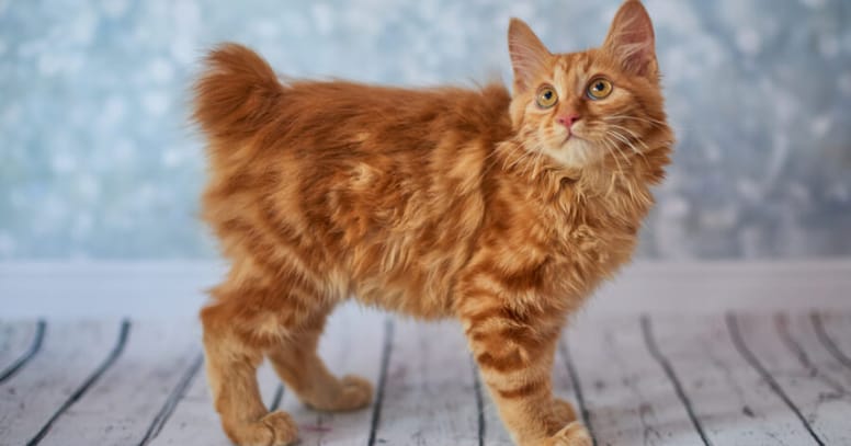 bobtail americano gato sin cola