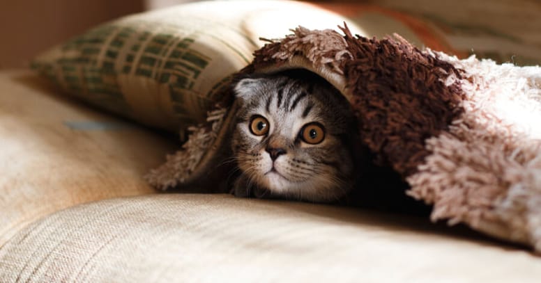 gatto si nasconde sotto una coperta