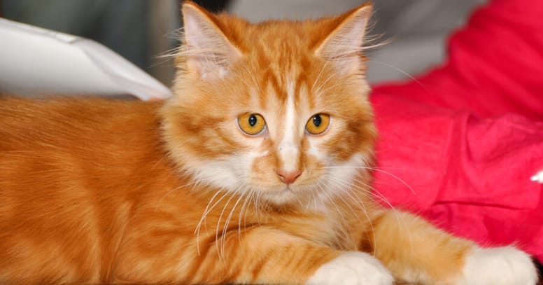 cyrmic gato sin cola anaranjado