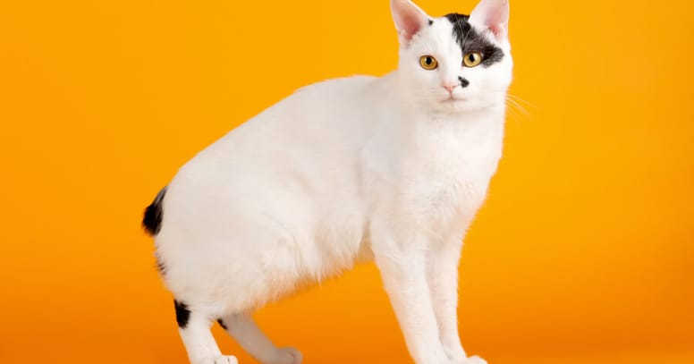 gato bobtail japones sin cola