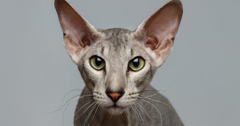Peterbald
