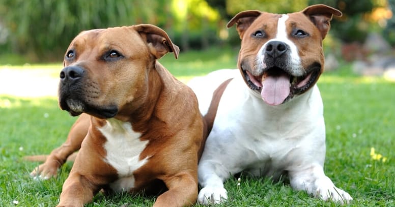 due cani American Staffordshire terrier