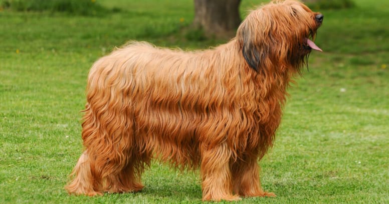 Briard