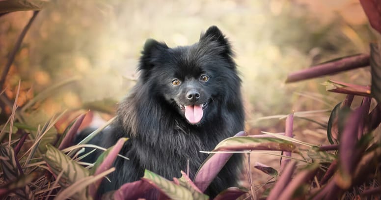 Duitse Spitz