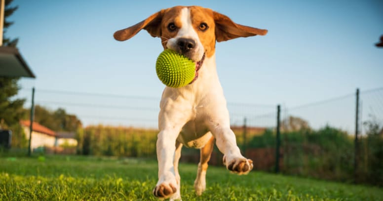 Jack Russell dog happy with his ball