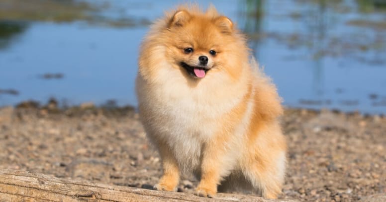 brown pomeranian standing