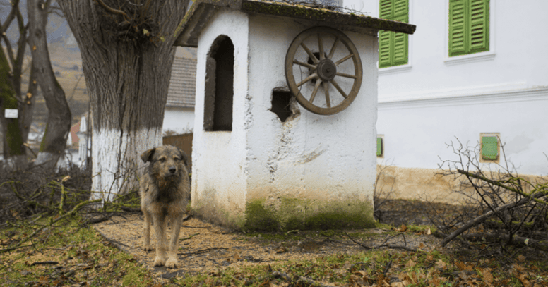 perro de rescate rumano