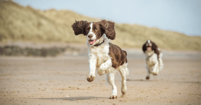 two springer spaniels running on beach