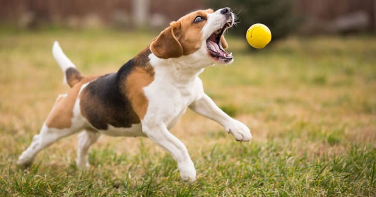 Beagle playing fetch