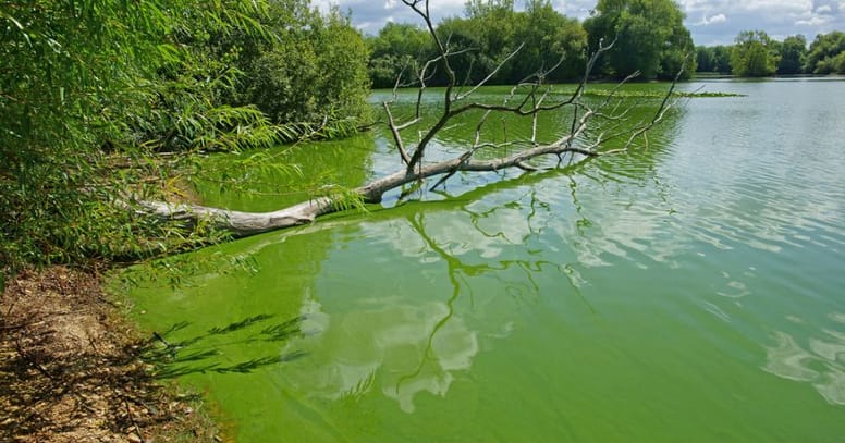 Water with blue-green algae