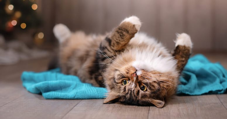 Cat lying upside down