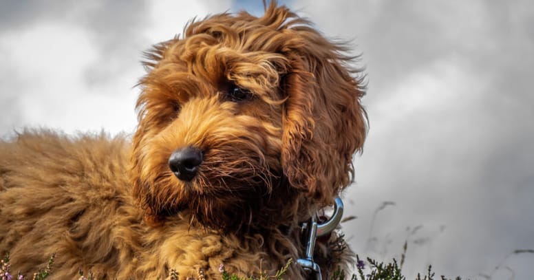 brown cockapoo