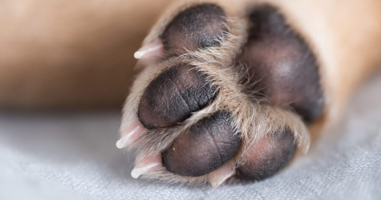 zampa del cane in primo piano