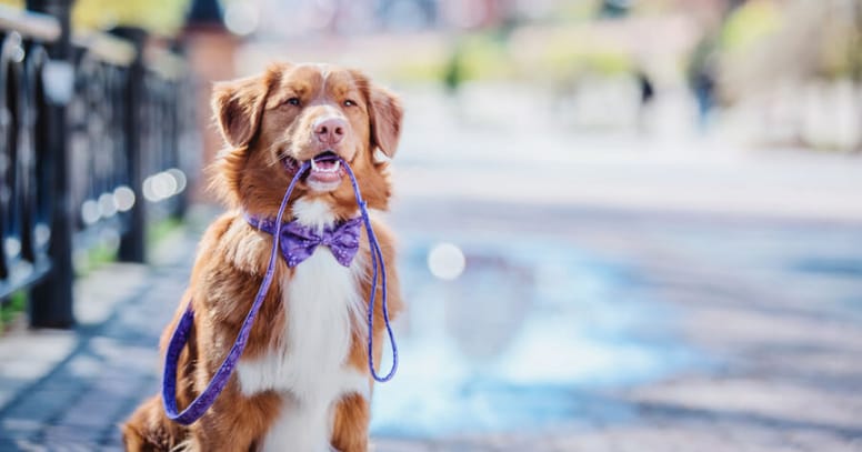 Dog holding leash in mouth