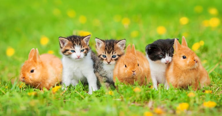 Kittens and rabbits together