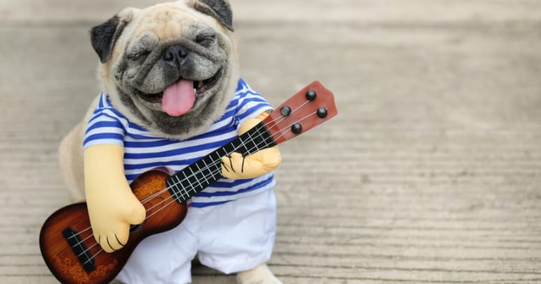Pug playing the guitar