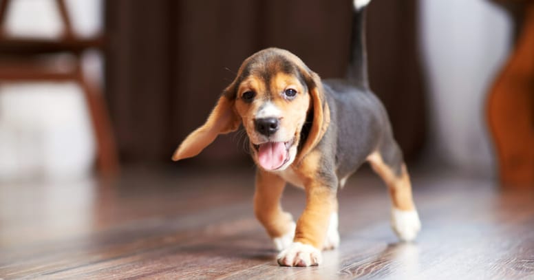 cucciolo nella sua nuova casa