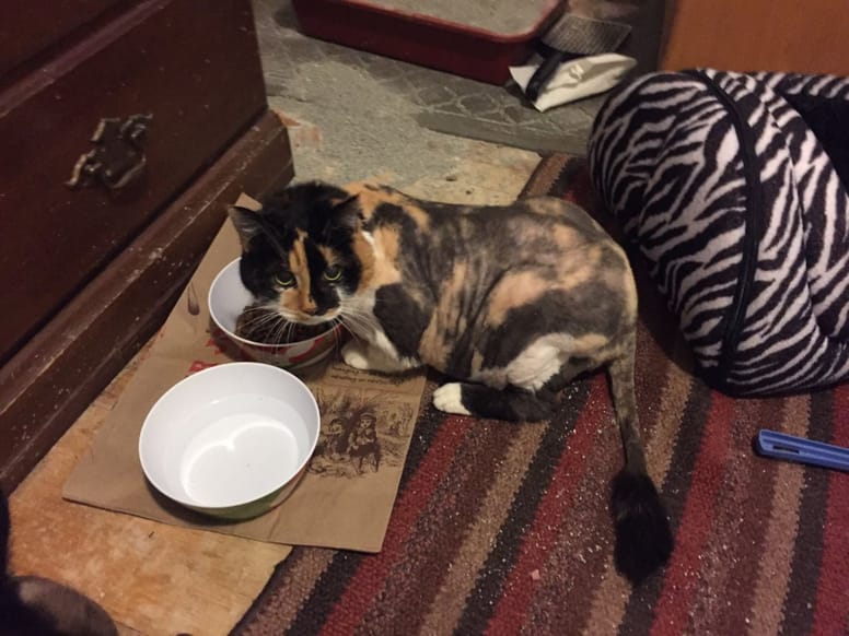La gata comiendo en su nuevo hogar