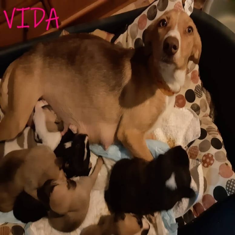 beagle preñada adopcion anima canis