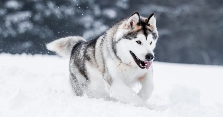 Alaskan Malamute
