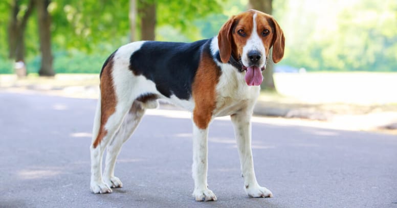 Amerikaanse Foxhound