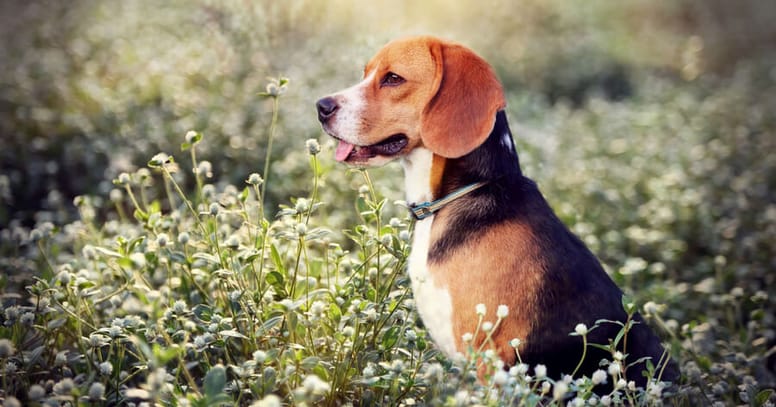 Beagle
