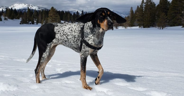 Bluetick Coonhound