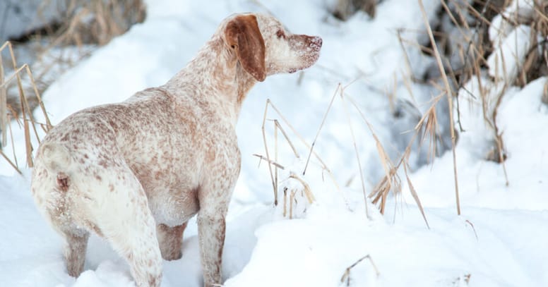 Französische Hunderasse Bourbonnaiser Vorstehhund