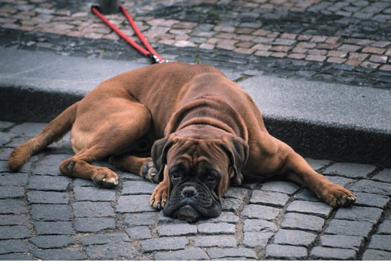 Boxer Hund