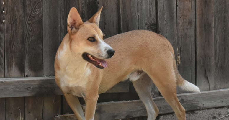 Amerikaanse Dingo