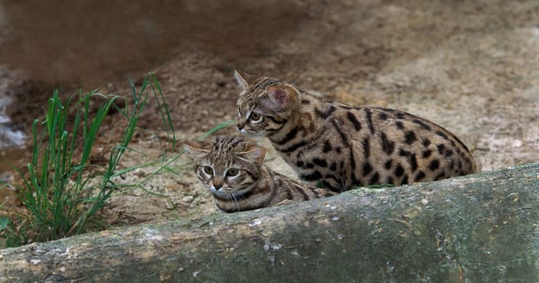 Schwarzfußkatzen