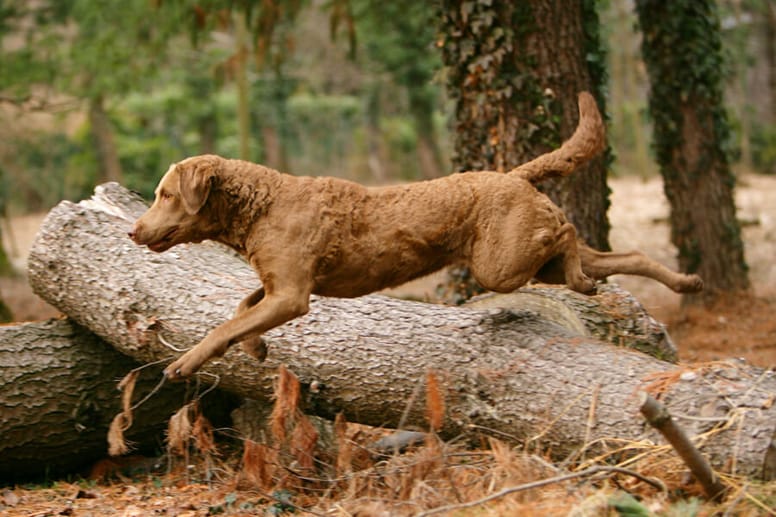 Chesapeak Bay Retriever