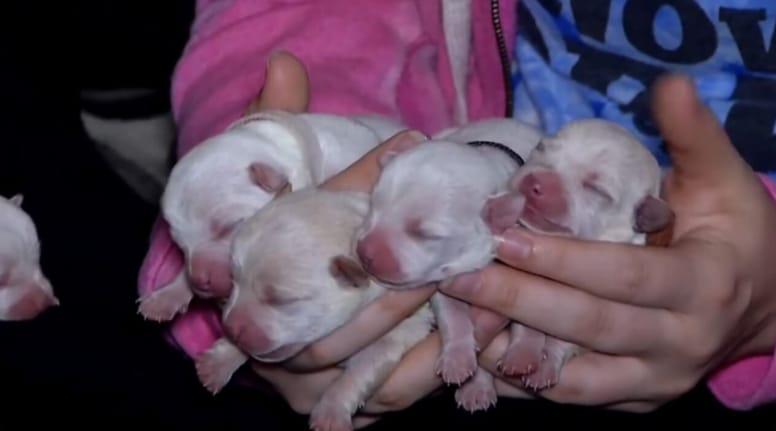 cachorros chihuahua