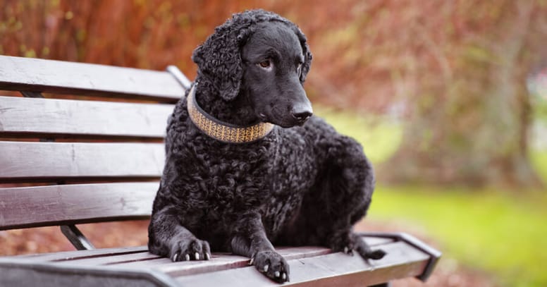 Curly Coated Retriever