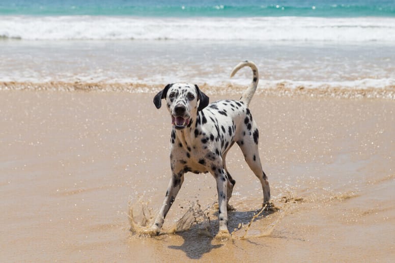 Dalmatiër
