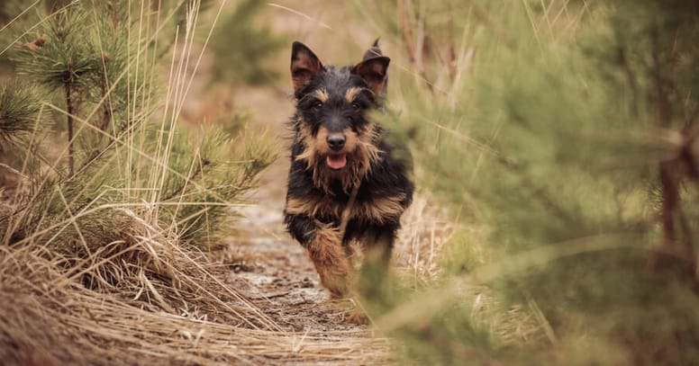 Deutscher-Jagdterrier-che-corre