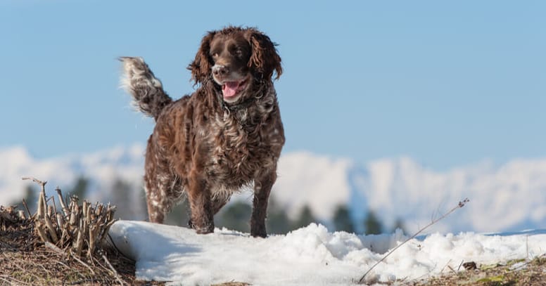 Spaniel-tedesco-sulla-neve
