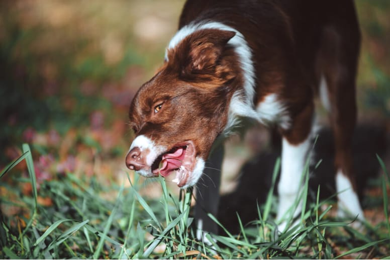Hund frisst Gras