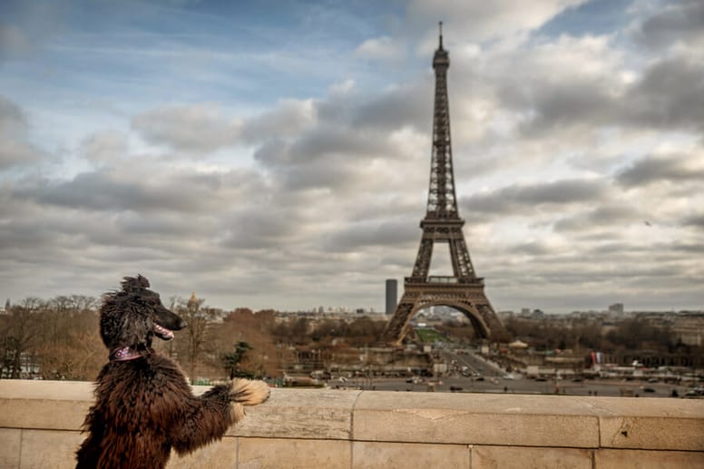 Hund vor Eiffelturm