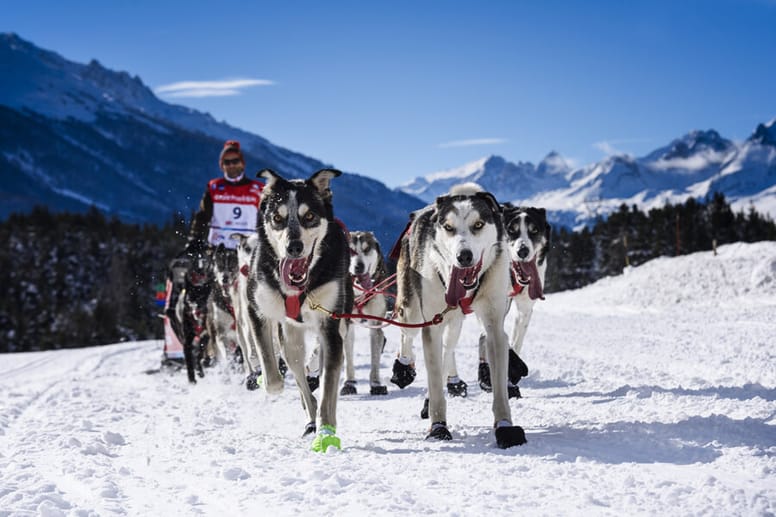 Hunderennen am Mont Blanc
