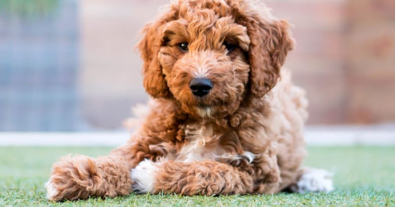 Irish Doodle im Gras