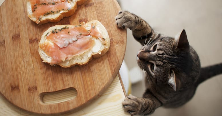 Gatto tigrato osserva il cibo sul tavolo