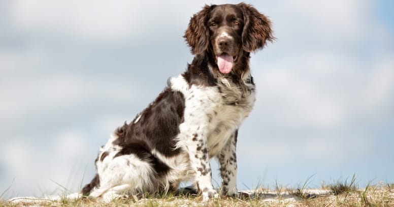 Piccolo-Münsterländer