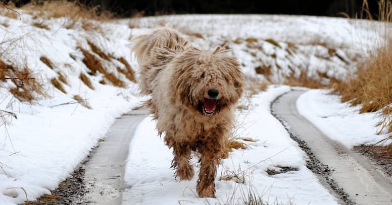 Komondor